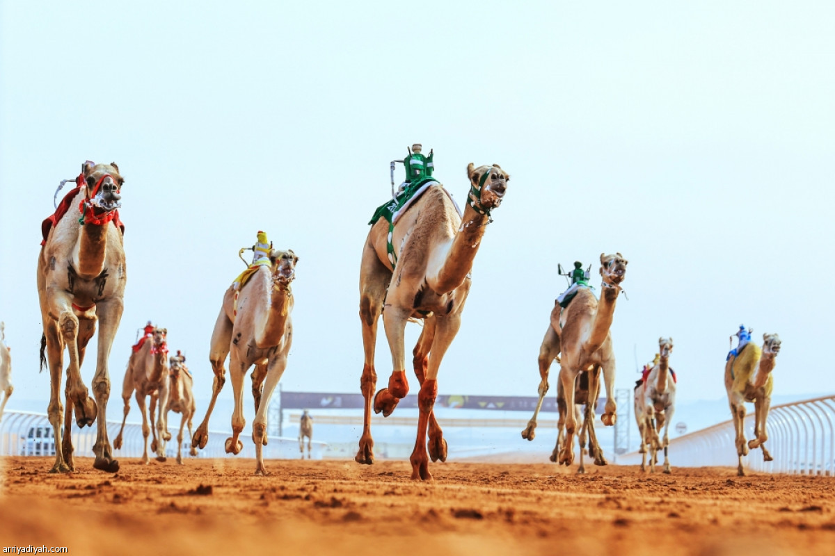 المطايا.. تلاحق الجوائز