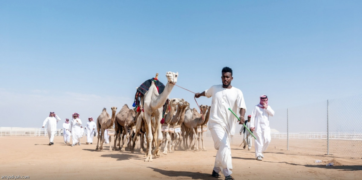 انطلاق جادة الإبل