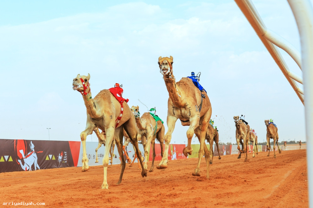 المطايا.. تلاحق الجوائز