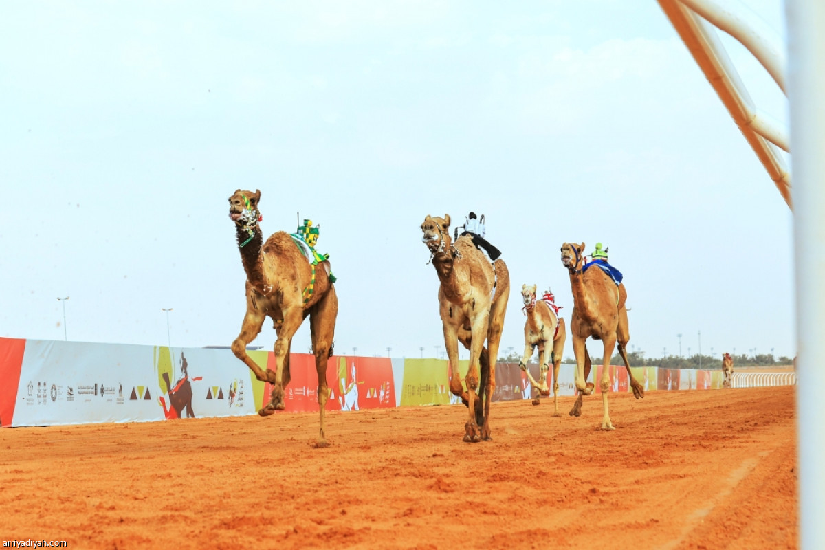 المطايا.. تلاحق الجوائز